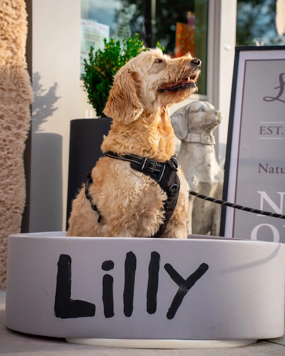 Pet shop photography Hudson Valley