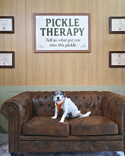 Dog on the Pickle Therapy couch at the Eastdale Village Pickle Festival presented by Lilly's Natural Pet Store